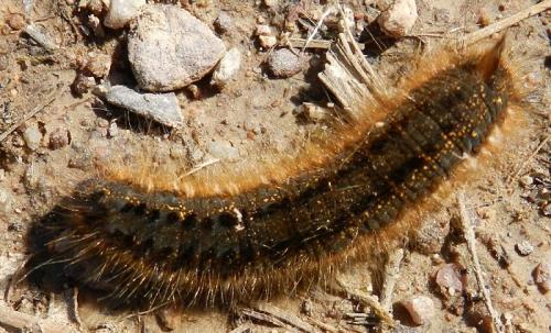 Réf. 214 061 : Euthrix potatoria